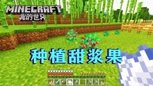 我的世界163:第24种植物,浑身是刺的甜浆果已种下,长得特别快