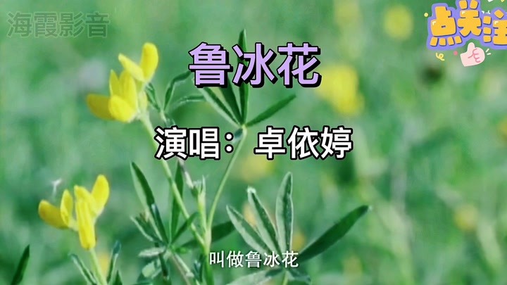 不老女神卓依婷这首《鲁冰花》曾经唱哭过多少人