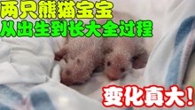 两只熊猫宝宝从出生到长大全过程，变化真大，唯一不变的是熊猫眼