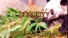 熊猫 旅居美国孟菲斯动物园的大熊猫丫丫，骨瘦如柴，为了求食