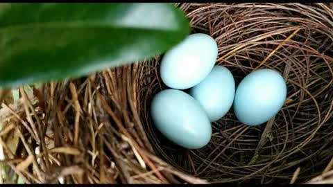 农村小伙发现蓝色鸟蛋,以为是美丽的画眉鸟,数日后才发现不对劲