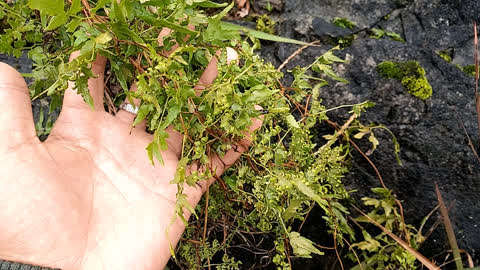 治疗结石的农村植物,三金汤之一,它的名字叫:海金沙