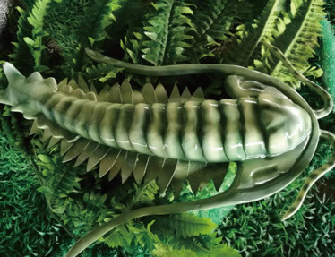 消失2亿年的史前生物三叶虫再次现身这是准备要复兴了吗