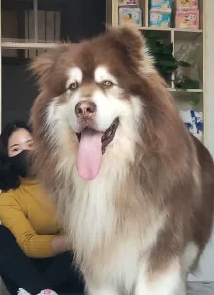 阿拉斯加犬多重图片