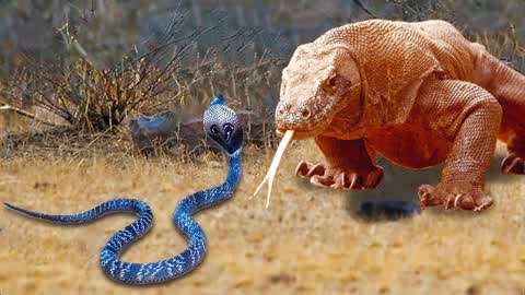 巨蜥和蛇大战图片