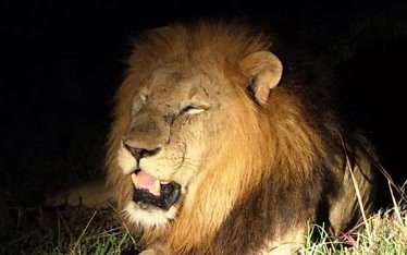 南非萨比森保护区 赛拉提雄狮联盟(南联盟)的故事