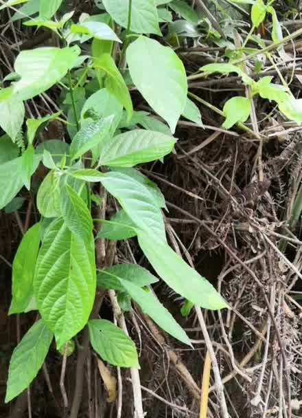 牛屎片植物图片图片