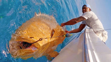 大叔钓到280斤的大鱼，3人合力将它拉出水面，这一次收获真大！