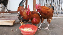 乌兹别克大公鸡，4万苏姆一只，公鸡中的战斗鸡