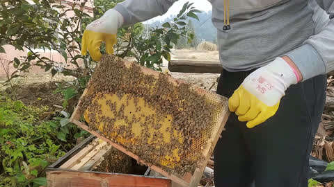 人工分蜂最佳时间及注意事项 人工分蜂有几种方法