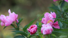 [图]你没吃过的芍药鲜花饼，趁芍药花开抓住春天最后的气息。