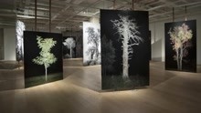 当代艺术家李季的大型摄影展《树》，呈现36幅极具自然之力的作品