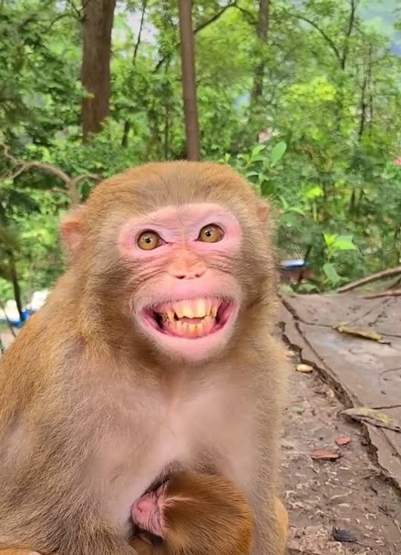 彩礼到,猴子都笑了?