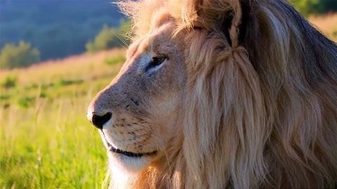 非洲大草原纪录片狮子图片