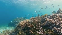 拉贾安帕特群岛，地球上已知最多海洋生物种类地区