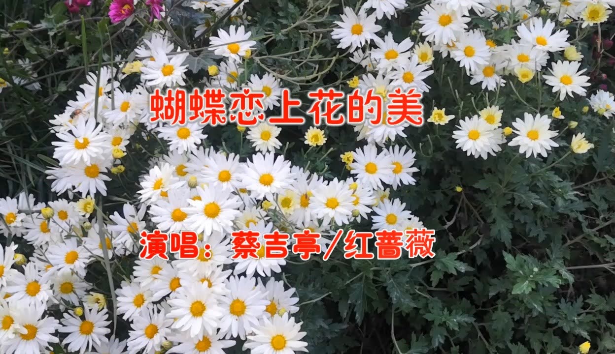 蔡吉亭红蔷薇图片