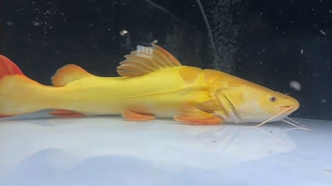 超级黄金猫鱼,玩大鱼首选