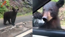 女子开车遇到小熊主动停车打招呼，小熊：等会我就叫家长来！