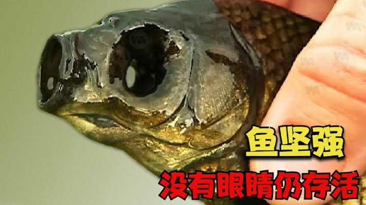 没有眼睛的鱼也能安然存活!
