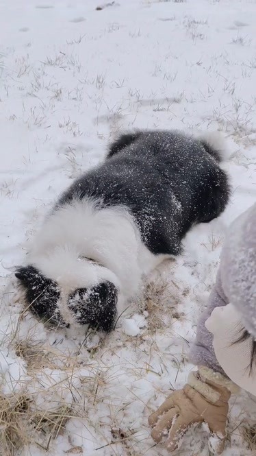 下雪是件好事可是狗子被小主人欺負的挖坑把自己埋起來了