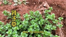 [图]“肾子草”春天常见一种药用植物，又叫灯笼草，很多人不知它好处