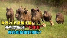 开放“狩猎期”，陕西就能制服20万头泛滥野猪？或许是一场持久战
