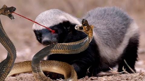 忍无可忍……两头蛇在蜜獾面前拼命保命,平头哥吃辣条,动物攻击