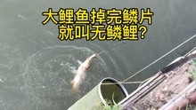 南宁邕江，1根海杆上“双飞”鱼，1条大金鲤鱼，还是少见的无鳞鲤