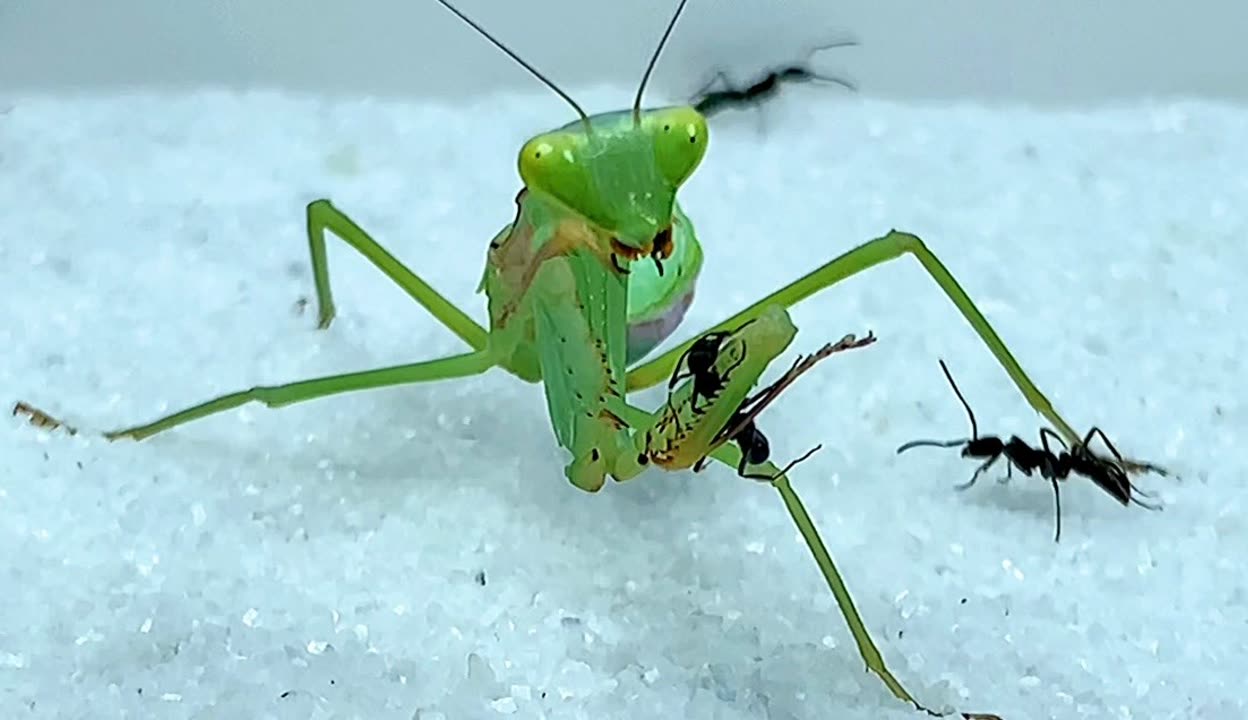 【康康猛宠】当螳螂遇见一群蚂蚁 蚂蚁大战螳螂 螳螂vs猛蚁