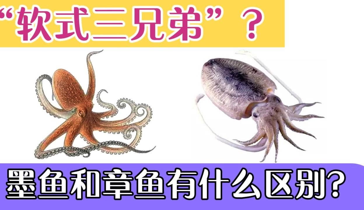 【趣t世界】十万个为什么之墨鱼和章鱼的区别?