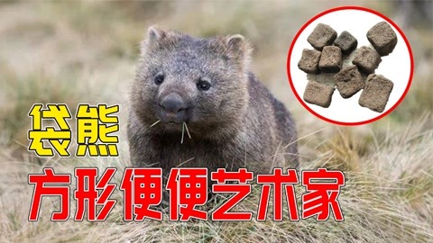 世界上唯一一個能拉出方形便便的動物!袋熊的便便為啥是方形的?