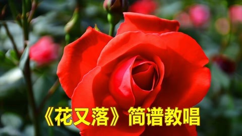 《花又落》简谱教唱,零基础轻松学音乐