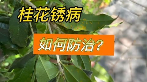 桂花锈病图片