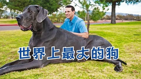 巨型犬体型排名大型图片