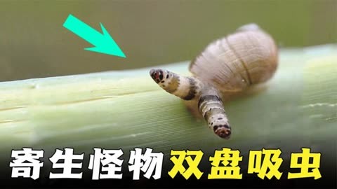 双盘吸虫 变异图片