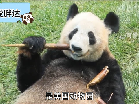 丫丫開始衝刺年底乾飯kpi#光盤行動開始,在北京動物園生活的丫丫