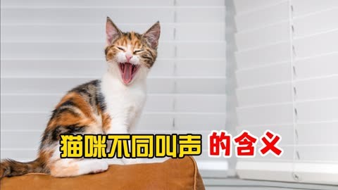 猫叫声播放友好图片