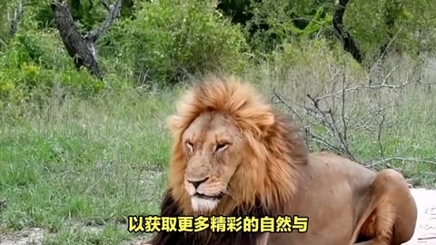 亚洲狮和非洲狮的区别图片