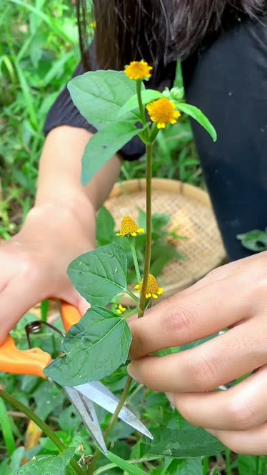 天文草的图片与功效图片