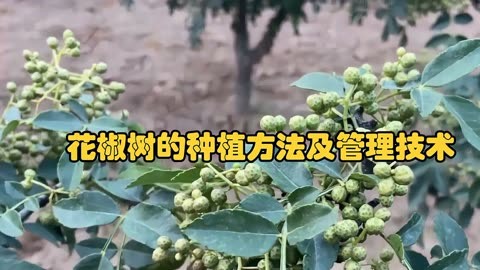 花椒树的种植方法及管理技术,修剪施肥与病虫害防治