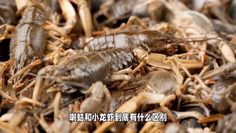 小龙虾和龙虾的区别图片