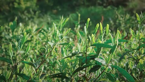 井冈山的茶叶品种概览 井冈翠绿,碧玉茶