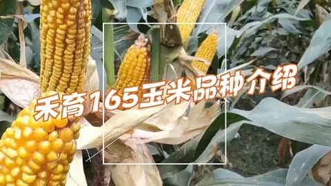 奥玉3111玉米品种介绍图片