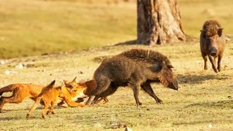 甘肃拍到13只豺一起觅食,位居四大猛兽之首有多凶猛?敢捕食野猪