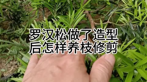 罗汉松怎样修剪才漂亮图片