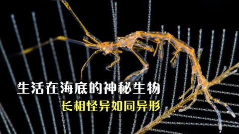 神秘生物照片海底图片