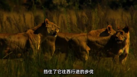 狮子马蒂陶纪录片图片