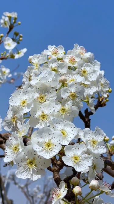 万溪冲梨花图片