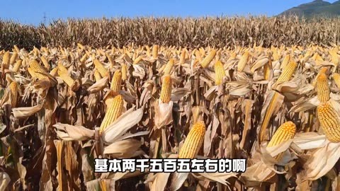 良玉1008玉米种简介图片