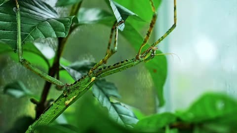 介竹节虫图片